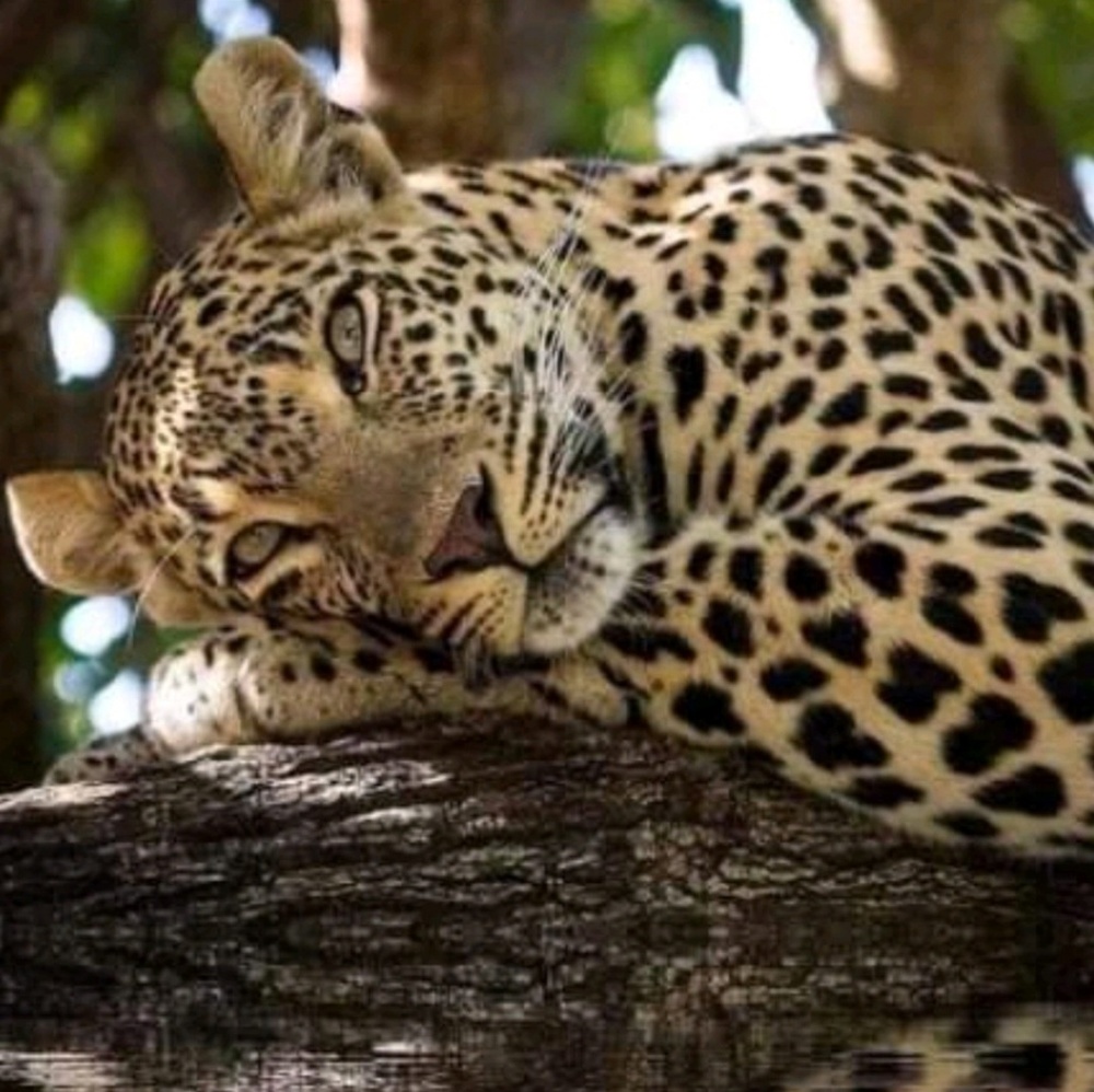 Meet your Posher, Mayela